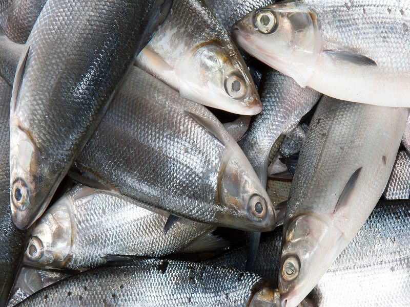 Bangus, Fresh