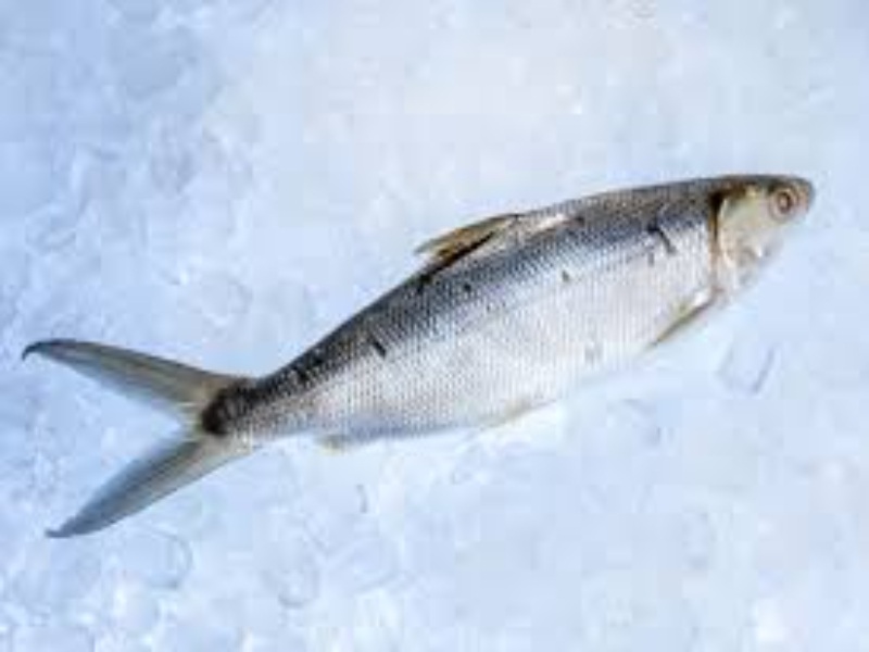 Bangus, Frozen