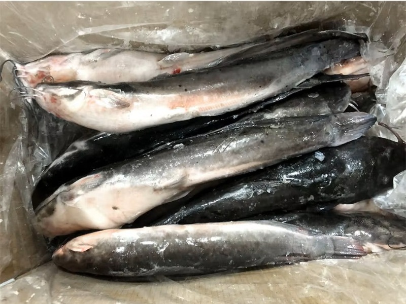 Catfish, Hito, Frozen