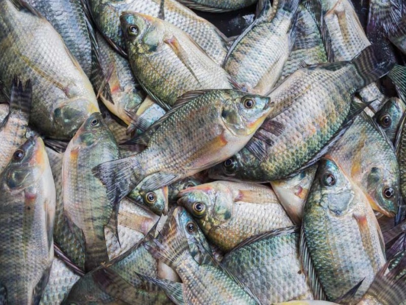 Tilapia, Fresh