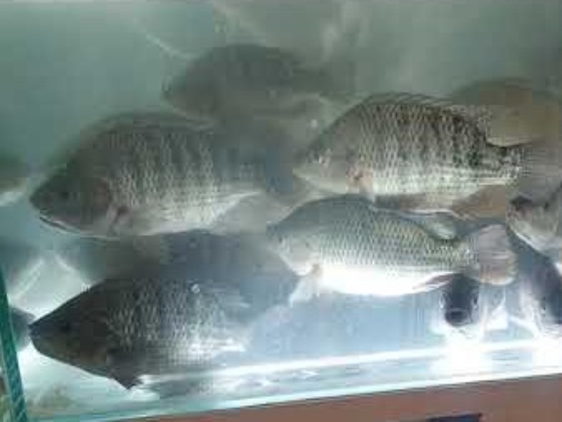 Tilapia, Live