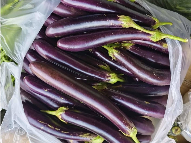 Eggplants, Talong