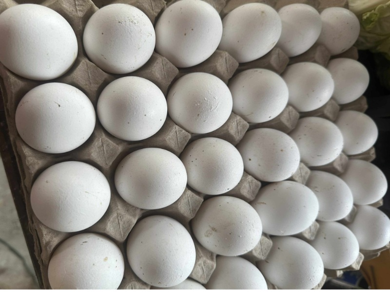 Chicken, Fresh Eggs, Large