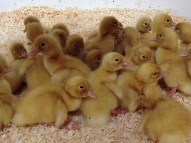 Ducklings (<3 days)