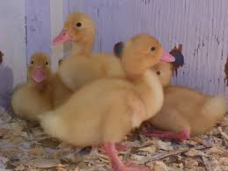 Ducklings (<2 weeks)